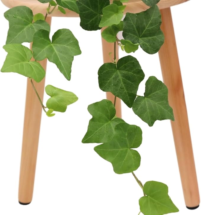 American Plant Exchange English Ivy – Live 6-Inch Potted Trailing Vine, Low-Maintenance Air-Purifying Houseplant for Hanging Baskets, Shelves & Indoor Home or Office Décor