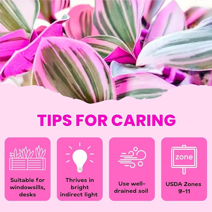 Pink Wandering Jew Live Plant in 2'' Pot, Tradescantia Nanouk Pink Wandering Jew Plants, Jew Plant Live, Live House Plants Indoor Plants, Succulent Plant, Vibrant Variegated Houseplant