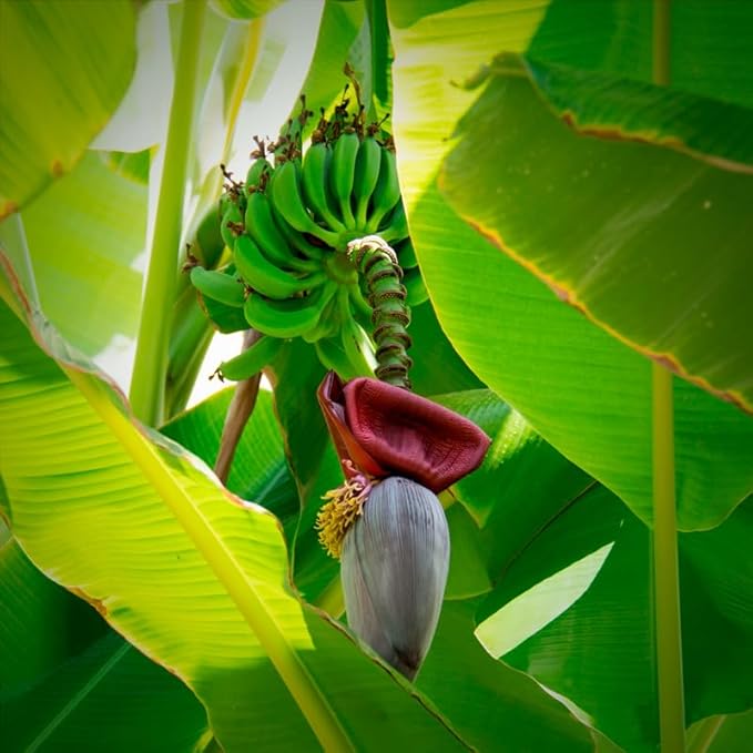Banana Tree Gran Nain. Set of 4 Starter Live Plants (Gran Nain)
