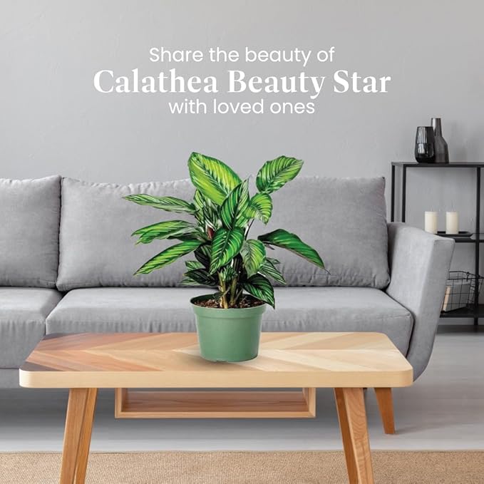 American Plant Exchange Live Calathea 'Beauty Star' – 6-Inch Pot Cover – Pet-Friendly Tropical Houseplant with Striped Green Leaves for Low Light Homes, Offices, Shelves & Indoor Décor