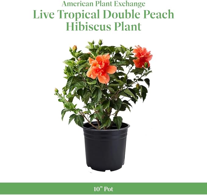 American Plant Exchange Live Tropical Double Peach Hibiscus Plant with Colorful Blooms, Plant Pot for Home and Garden Decor, 10" Pot