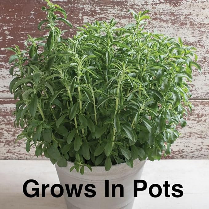 Natural Herbal Live Zero Calorie Sugar Replacement. Stevia Plants. Sweet Leaf, Sugar Leaf, Natural Sugar Substitute Herb, Easy to Grow (2 stevia sacs)