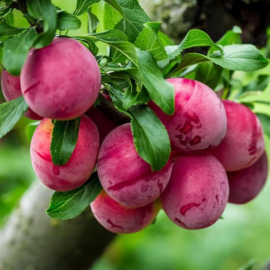 10+ Wild Plum Trees Fruit Seeds for Planting Outdoor-Perennial Native Prunus Seeds Americana Non-GMO Heirloom Fruit Trees Seed for Home Outdoor Garden