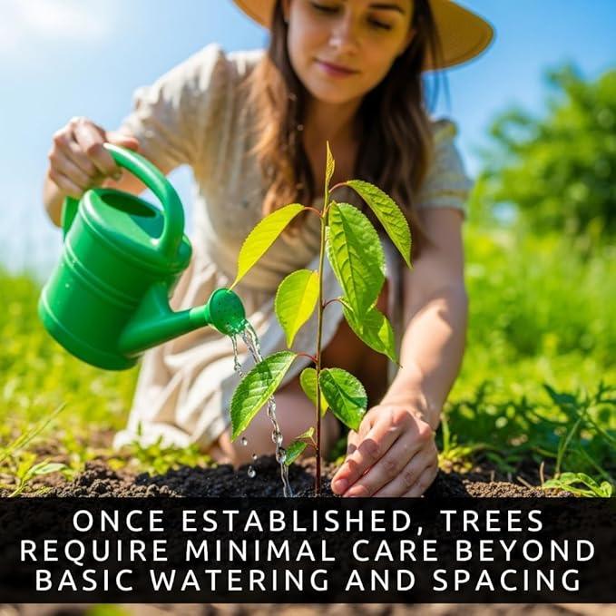 Black Cherry Fruit Tree Live Plant Seedling - Prunus serotina, Great for Home and Garden Yards Planting - No Ship to California - Native Edible Cherry Shade Tree