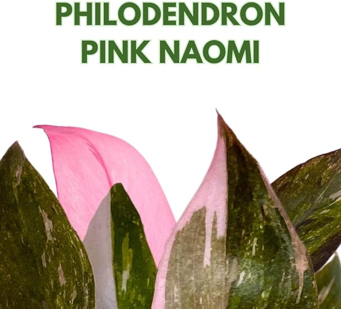 BubbleBlooms Philodendron Pink Naomi 2 inch Pink Princess