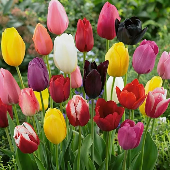 30PCS Colored Tulip Bulbs Tulip Tulipa Garden Flower Bulbs Easy to Grow