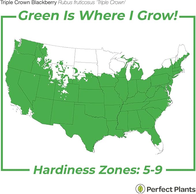 Perfect Plants Triple Crown BlackBerry Bush 1 Gallon | Live Vining Fruit for Outdoor Planting | Large Fruits for Home Gardens | Dark Purple Berries are Sweet & Healthy