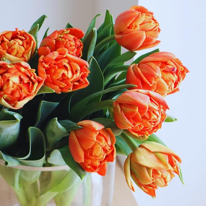 10 Tulip Bulbs for Fall Planting Bulk, Tulip Bulb, Perennial Flower Bulbs for Garden Growing, Tulip Bulbs Bulk (Double Mix)