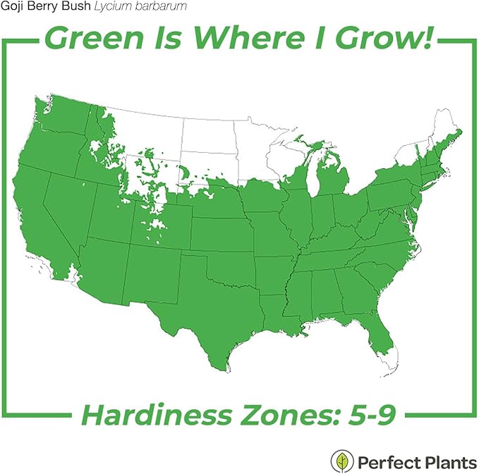 Perfect Plants Goji Berry Bush in 1 Gallon Grower's Pot | Delicious Wolfberry for Outdoor Planting | Fresh Antioxidant Packed Fruits | Fully Mature for Home Gardens
