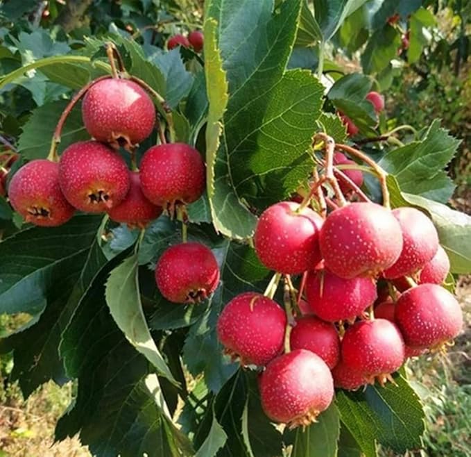 30PCS English Hawthorn Tree Seeds Crataegus Monogyna Showy Hardy Fruit Tree Seeds