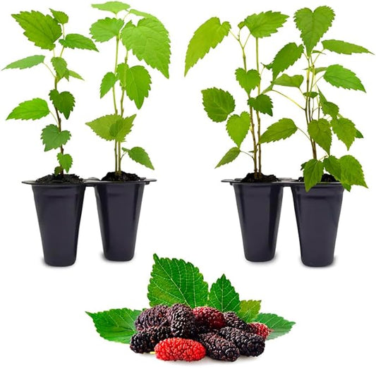Mulberry Dwarf Everbearing Plant (4 Pack) | Real Live Fruit Plants for Sale| Easy to Grow Live Plants for Organic Gardens | Ideal for Home Gardens, Organic Landscaping, and Indoor or Outdoor Planting.