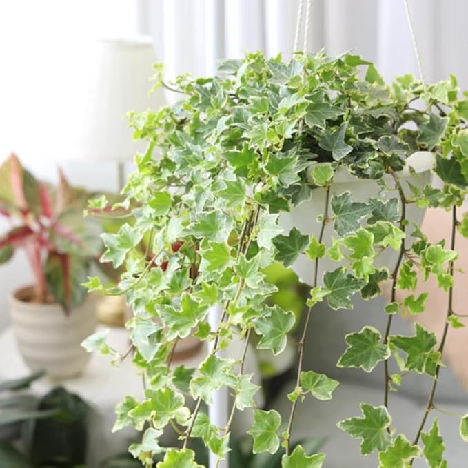 Gold Child Ivy Indoor Plant in 4 Inch Pot | Fast-Growing Live English Ivy Plant for Indoor Décor | Classic Gold Child English Ivy Houseplant for Hanging Pots & Indoor Landscaping