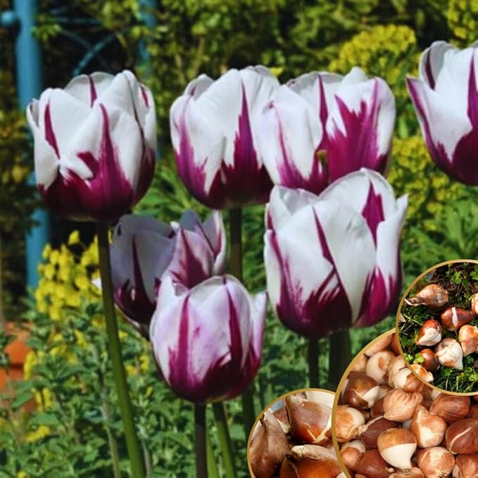 10 Tulip Bulbs for Fall Planting Bulk, Tulip Bulb, Perennial Flower Bulbs for Garden Growing, Tulip Bulbs Bulk (Mix)