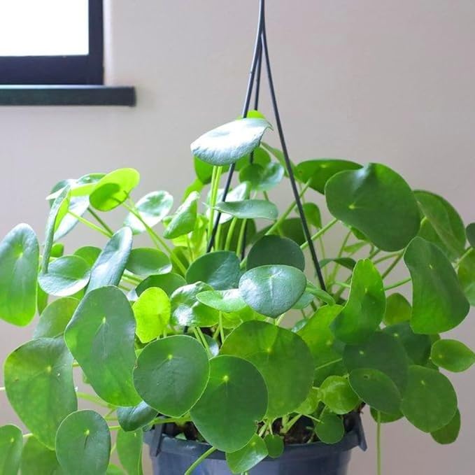 Money Plant Live, Pilea Peperomioides Plant Live, Houseplant, Money Plants for Home and Office Decoration, 2.5 Inches Pot