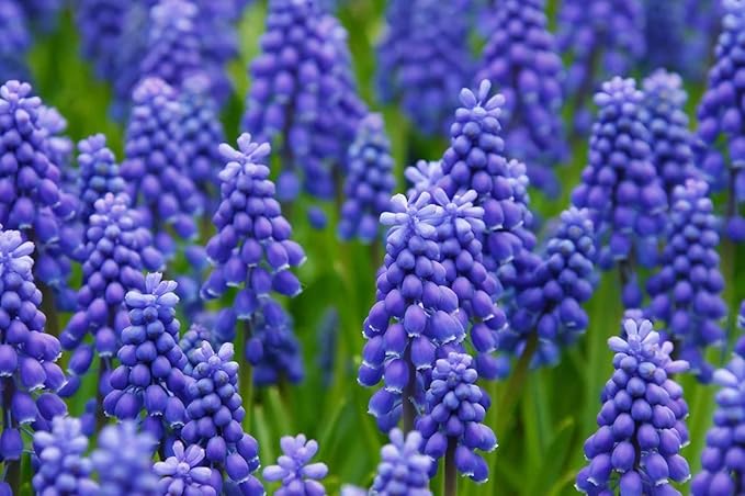Fresh Grape Hyacinth Bulbs for Planting - muscari Armeniacum- Beautiful Spring Blooms, Perennial Garden Flowers - Bloom Early Spring (50)