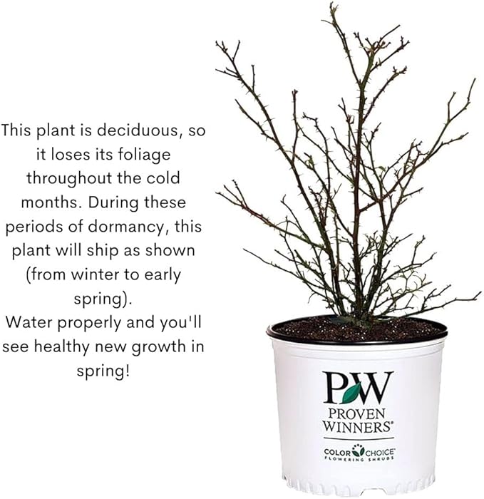 Proven Winners 2 Gal. Splendid! Blueberry Shrub