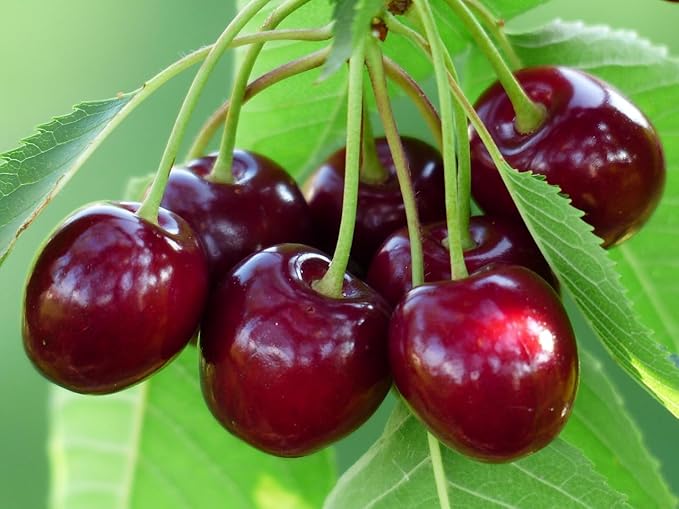 20 Pcs Sweet Cherry Tree Seeds - Non-GMO Heirloom Fruit Tree Seeds, Sweet & Juicy Fruits, Suitable for Indoor & Outdoor Planting, Ideal for Home Garden Cultivation
