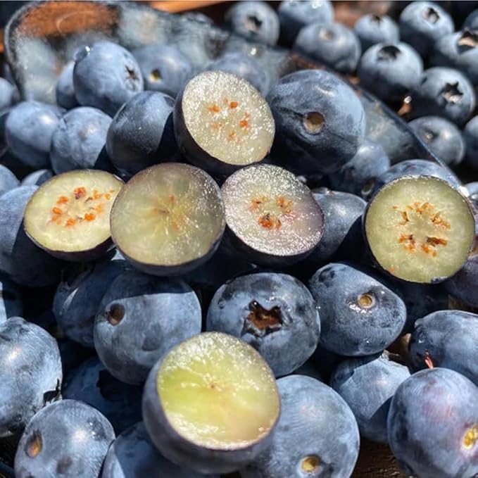 500+ Blueberries Seeds Organic-Heirloom Blueberry Seeds Non GMO Fruit Tree Seed-Dwarf Blue Berries Heirloom Berry Seed Easy to Grow for Planting Outdoors