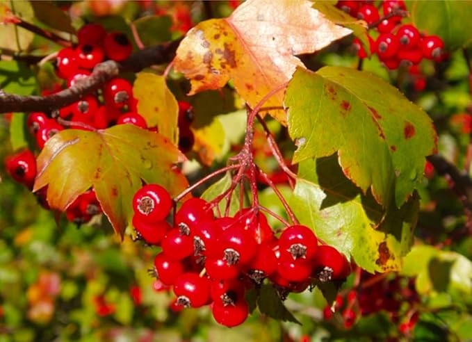 3 Plants 1 Year Old Washington Hawthorn (Crataegus phaenopyrum) 6-12” Tall