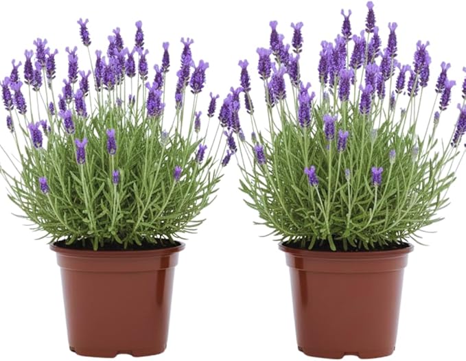 2 French Lavender Plants Live Lavender Plants for Outside Inside, 4 Inc Potted, Annual Flower Plant