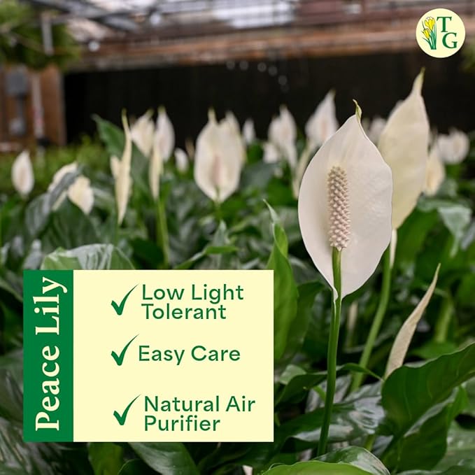 Thorsen's Greenhouse Live Peace Lily Plant, Spathyphylum, Low Light, Natural Air Purifier Live Indoor Plant, 4" Diameter Pot (Growers Pot, 4-inch Pot)