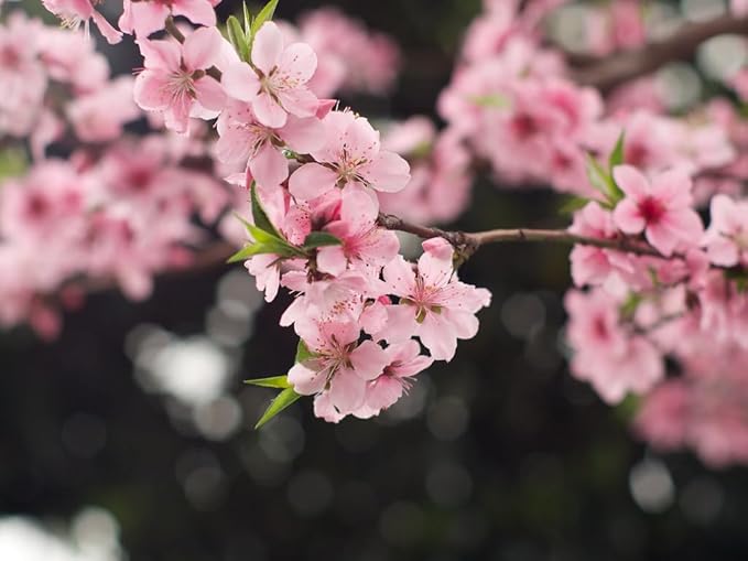 Sentinel Peach Tree - Good to Zone 9 - Live Fruit Plant Shipped 3 Feet Tall by DAS Farms