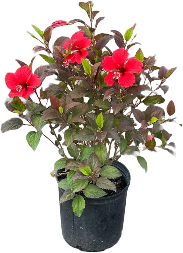 American Plant Exchange Hibiscus 'Red Hot' Plant – Live Flowering Bush, 10-Inch Pot, Tropical Variegated Red Blooms for Garden Beds, Patios, and Outdoor Landscapes
