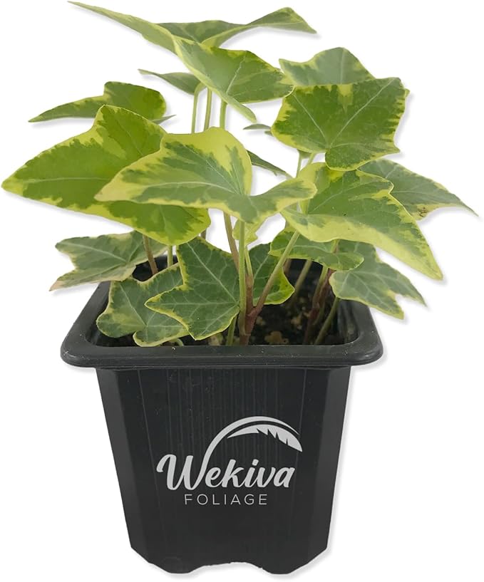 English Ivy Trio Variety - 3 Live Plants in 3 Inch Pots - Hedera Helix - Variegated, Golden, and Green English Ivy Indoor Houseplants