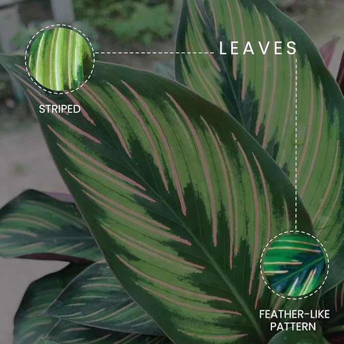 American Plant Exchange Live Calathea 'Beauty Star' – 6-Inch Pot Cover – Pet-Friendly Tropical Houseplant with Striped Green Leaves for Low Light Homes, Offices, Shelves & Indoor Décor