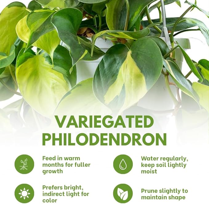 Variegated Yellow Green Philodendron Live Plant, Tropical Plant in 4 Inch Pot, Ready to Grow, Live Indoor Houseplant