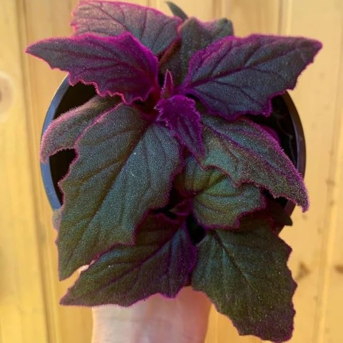 Purple Passion Plant Live Indoor Plant – 4 Inch Tall | Suitable for Home Décor & Gifts | Unique Purple Leaves, Beginner-Friendly & Compact Growth