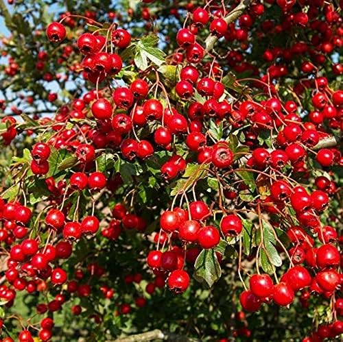Palm Beach Medicinal Herbs - Chinese Hawthorn (Crataegus pinnatifida) - Packet of 3 Seeds