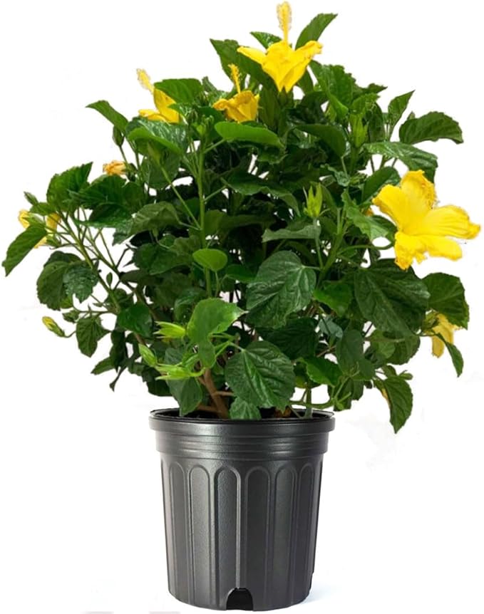 American Plant Exchange Hibiscus 'Yellow' Plant – Live Flowering Bush, 10-Inch Pot, Tropical Golden Blooms for Patios, Garden Beds, and Outdoor Landscapes
