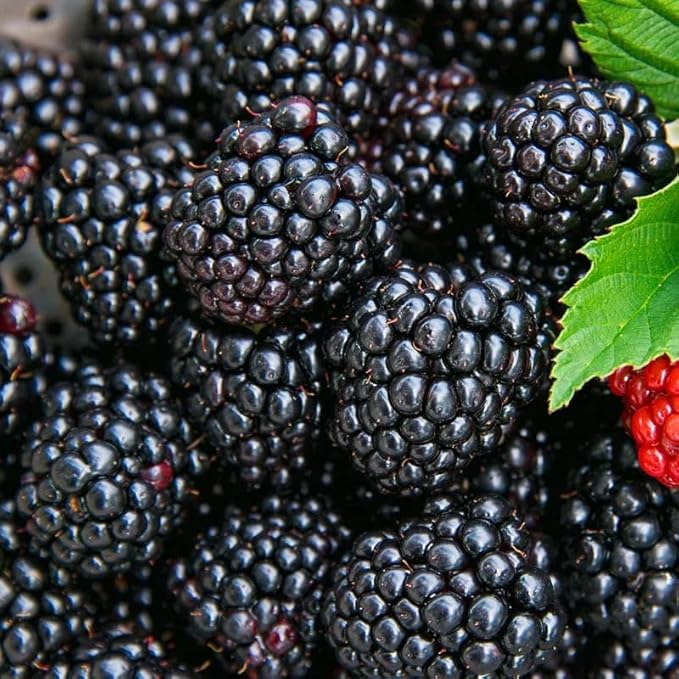 200+ BlackBerry Seeds for Planting - Non-GMO, Organic & Thornless | Heirloom Variety, High Yield | Sweet, Juicy & Nutritious Healthy Fruit | Ideal for Outdoor Gardens, Home Gardens & Farms