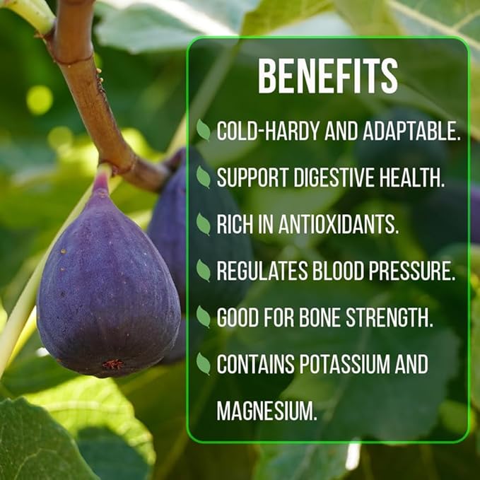 Chicago Hardy Fig Plant (4 Pack) | Live Fruit Plant for Planting | Cold-Hardy & High-Yielding Tree | Grow Your Own Sweet & Juicy Figs at Home | Perfect for Fresh Eating, Drying & Organic Gardening