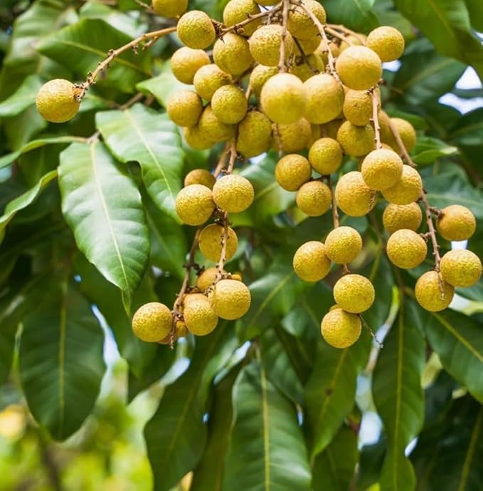 20 Longan Seeds Rare Dwarf Longan Sweet and Juicy Fruit Tree Bonsai