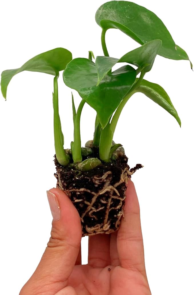 ragnaroc Monstera Deliciosa 2-4" 2ct – Live Plant for Indoor Outdoor Use, Garden & Landscaping – Live Arrival Guaranteed