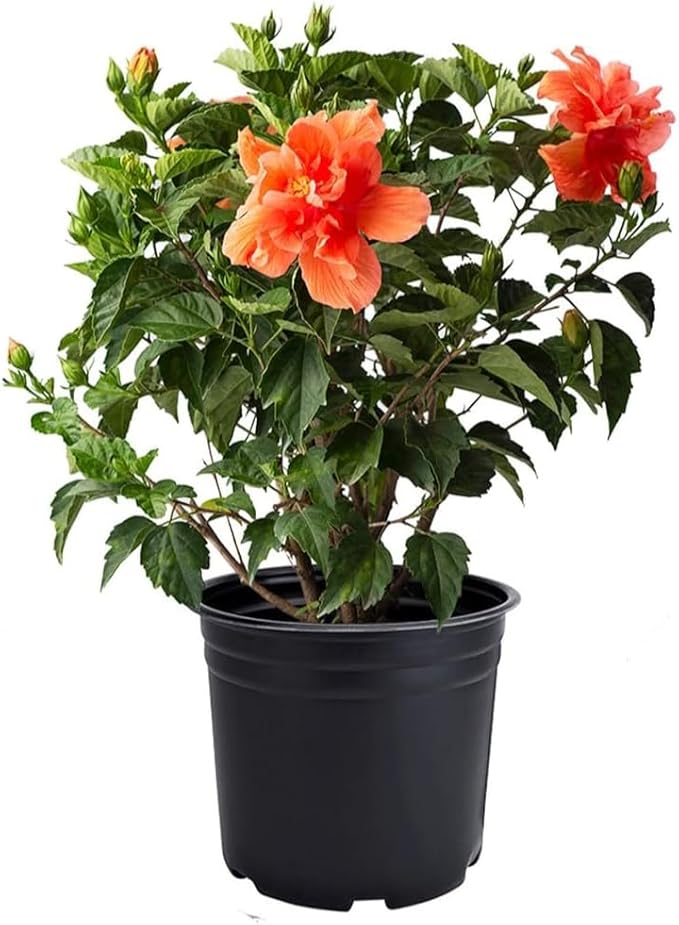 American Plant Exchange Live Tropical Double Peach Hibiscus Plant with Colorful Blooms, Plant Pot for Home and Garden Decor, 10" Pot