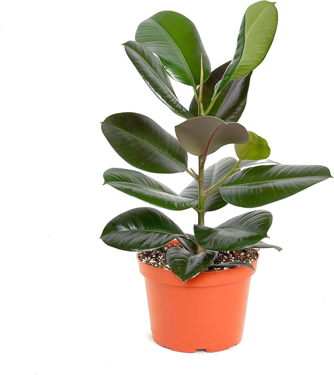 Shop Succulents Ficus Burgundy Rubber Tree, Live Indoor Floor Plant, Trendy Living Room or Office Decor, Tropical Houseplant Potted in Soil with Grower Pot, Garden and New Home Gift, 6 Inch Pot