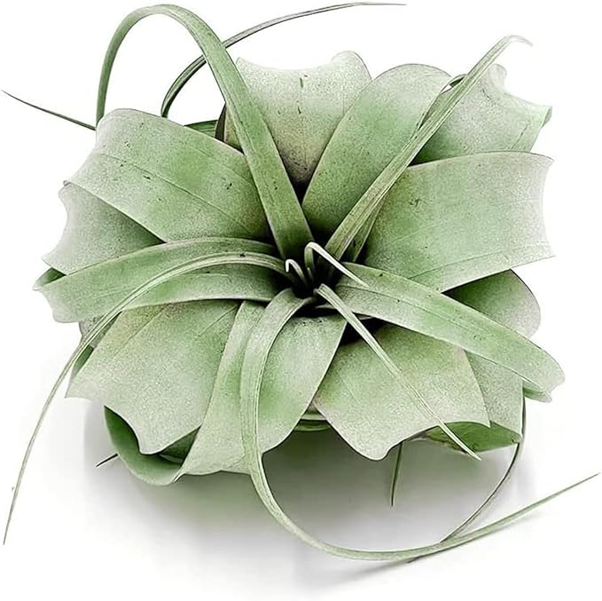 ragnaroc Air Plants - Tillandsia Xerographica, Regular 3-5” - 2ct - Live Arrival Gauranteed - House Plants for Home Decor & Gift