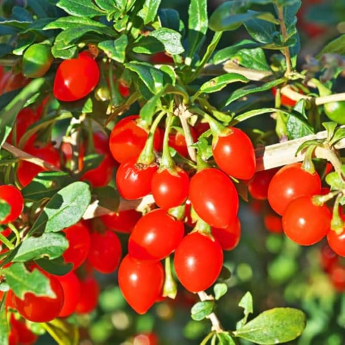 Live Goji Berry Plant Bush for Planting, Goji Berry Ready to Plant, 4 to 10 Inc Tall, Come No Pot, Goji Berries Tree Plant Live