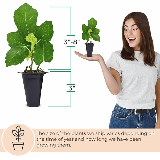 Black Mission Fig Plant (4 Pack) | Live Fruit Plant for Planting | Grow Your Own Sweet & Juicy Figs at Home | Easy to Grow & High-Yielding Tree | Perfect for Fresh Eating, Drying & Organic Gardening