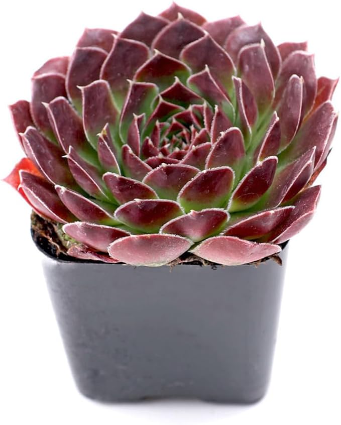 Mountain Crest Gardens Sempervivum Bulk Pack - 25 Live Cold Hardy Plants, 5 of Each Variety, Rooted in 2 Inch Pots - Real Succulents for Outdoor Projects, Landscaping & Resale