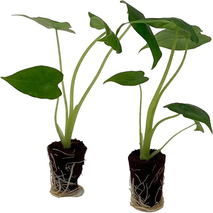 ragnaroc Alocasia Frydek ‘Velvet Elvis’ 2-4" (Alocasia micholitziana) 2ct – Live Plant for Indoor Outdoor Use, Garden & Landscaping – Live Arrival Guaranteed