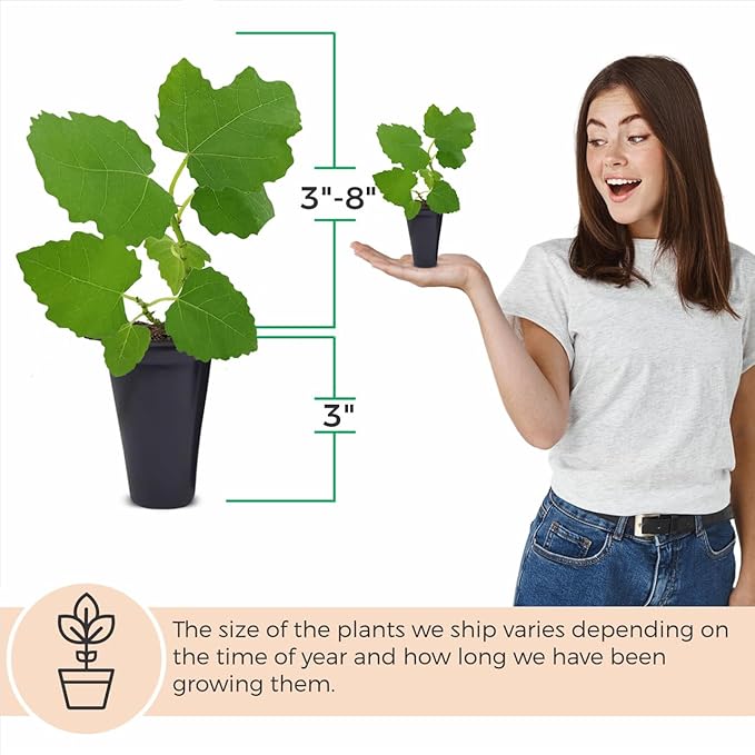 Celeste Fig Plant (4 Pack) | Live Fruit Plant for Planting | Sweet & Juicy Figs for Fresh Eating & Drying | Cold-Hardy & High-Yielding Tree | Perfect for Organic Gardens & Sustainable Living