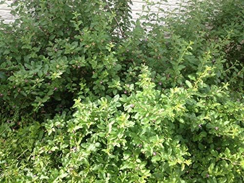 2 Live Plant Goji Berry Lycium Barbarum Rooted Cutting Healthy Super Fruit Tree #PRG1