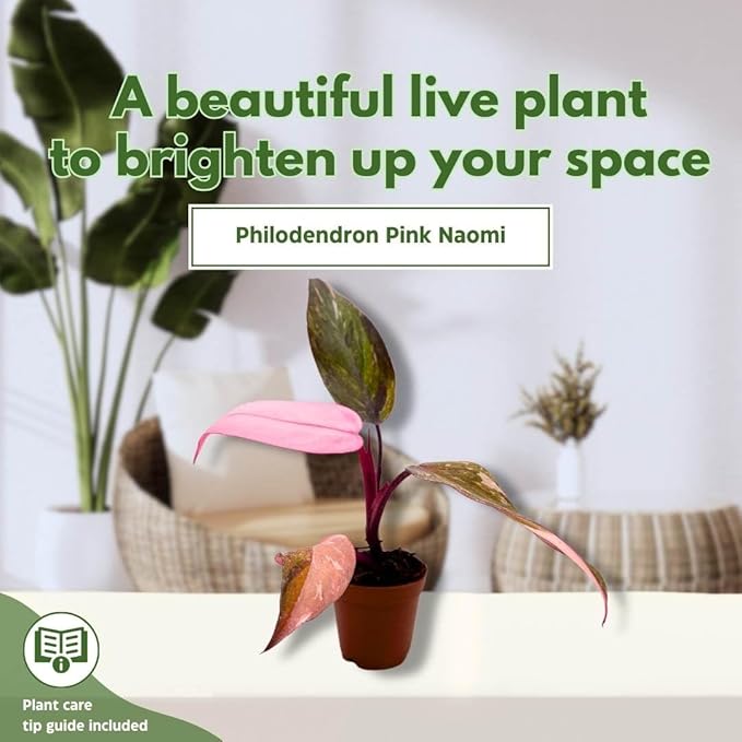 BubbleBlooms Philodendron Pink Naomi 2 inch Pink Princess