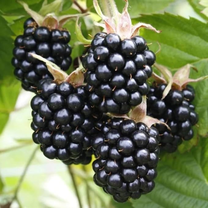 200+ BlackBerry Seeds for Planting - Non-GMO Seeds - Organic BlackBerry Seeds to Plant for Garden Outdoor - Sweet,Healthy Fruit
