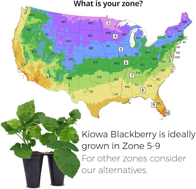 BlackBerry Plant Kiowa (4 Pack) | Live Fruit Plant for Planting | Extra-Large, Juicy & Sweet Berries | Thorny & High-Yielding Variety | Perfect for Fresh Eating, Jams & Organic Gardening