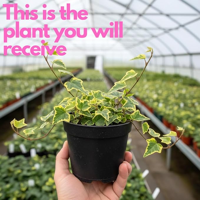 Gold Child Ivy Indoor Plant in 4 Inch Pot | Fast-Growing Live English Ivy Plant for Indoor Décor | Classic Gold Child English Ivy Houseplant for Hanging Pots & Indoor Landscaping